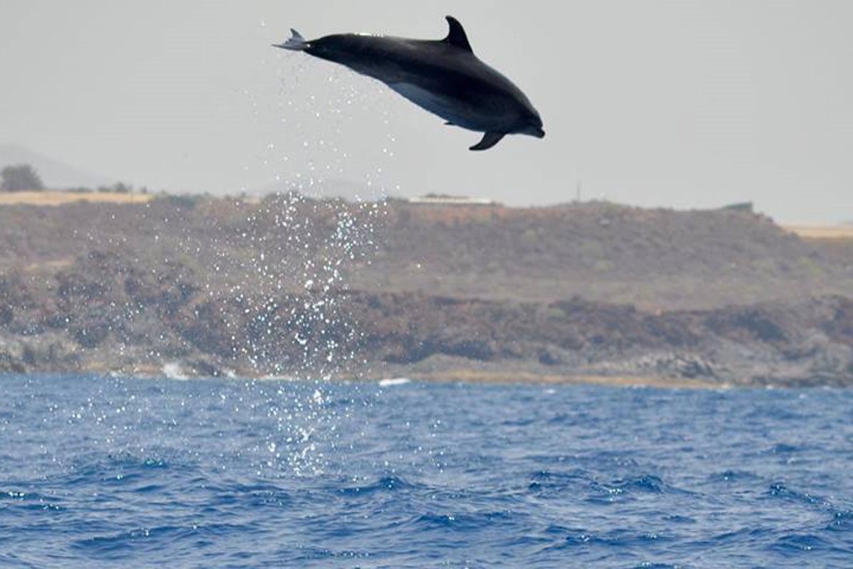Delfin salto Tenerife