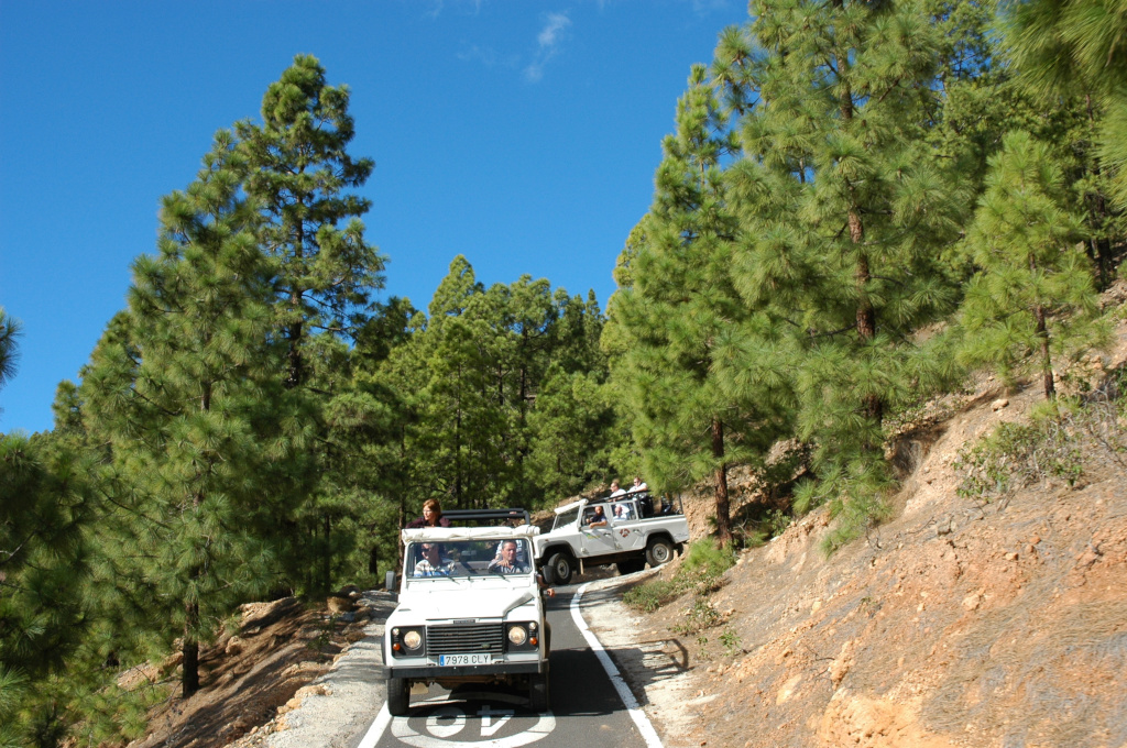 Jeep recorriendo senderos rodeados de pinos en Tenerife bajo cielo azul.