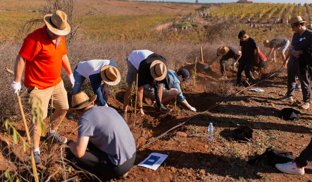 Personas plantando árboles en un campo en Tenerife.