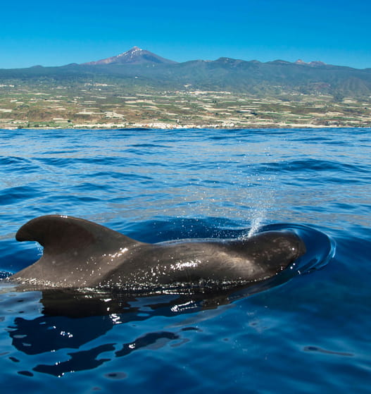 Actividades marinas y acuáticas