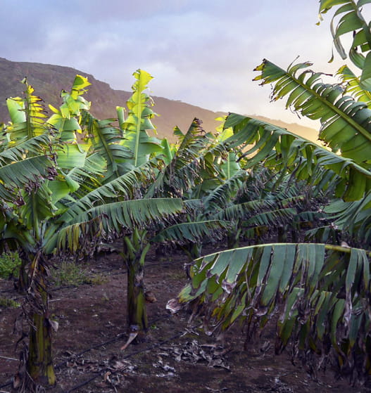 Producción agropecuaria y agroindustrias