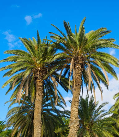Hotel Tigaiga, Parque Taoro y Casco histórico Puerto de La Cruz