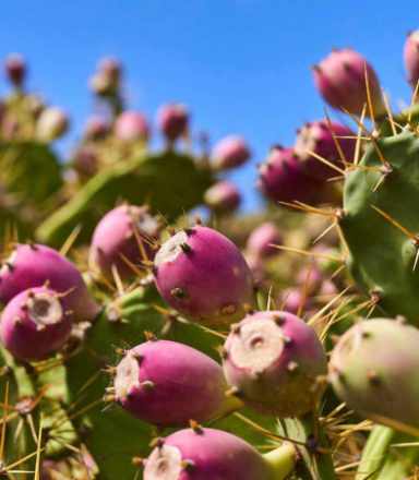 Tuno Canarias: Higo Tinto®, Agricultura ecologica y museo etnográfico