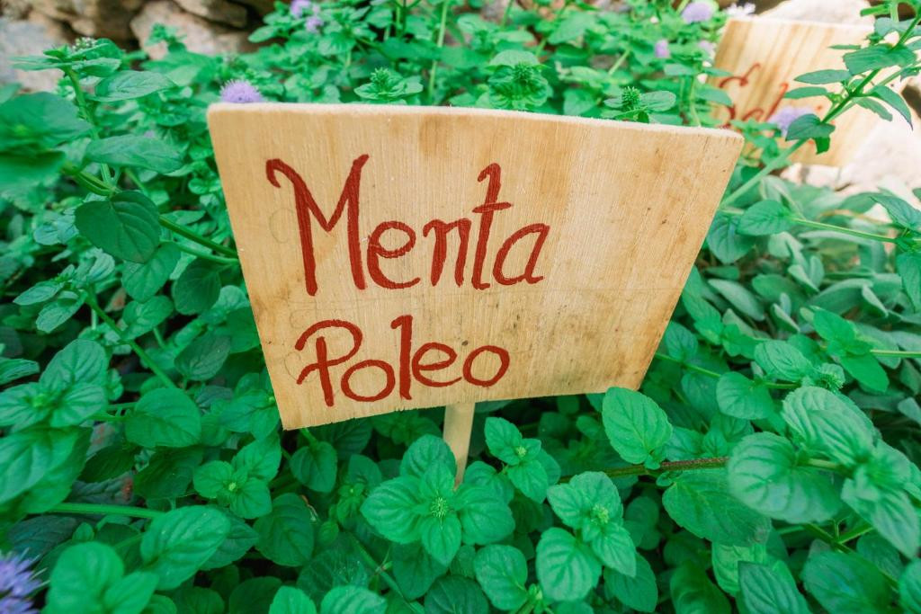 Cartel de Menta Poleo entre hojas verdes en un jardín en Tenerife.