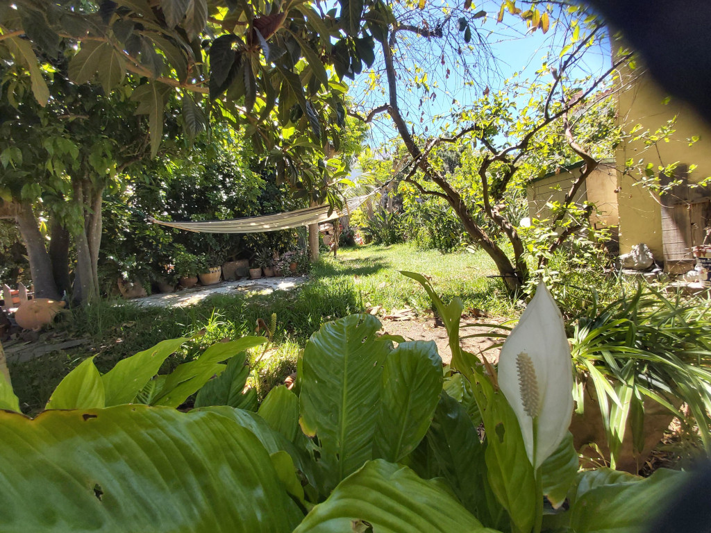 Jardín en La Orotava con hamaca y plantas bajo árboles.