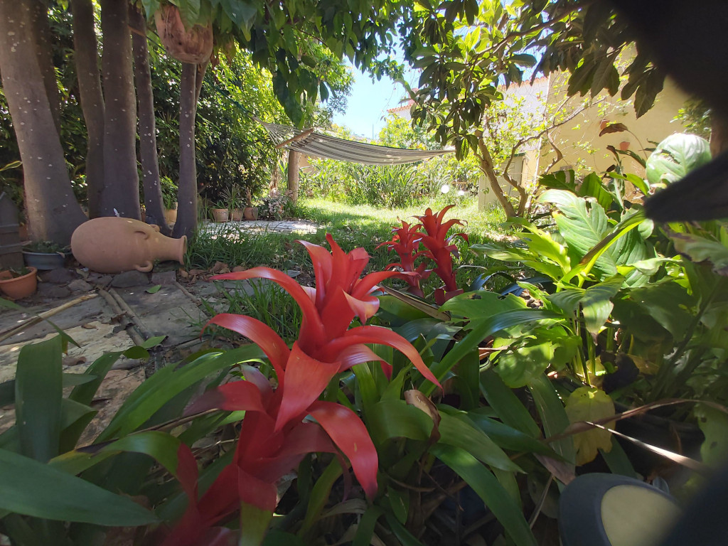 Flores rojas y hamaca en jardín sombreado de Tenerife.