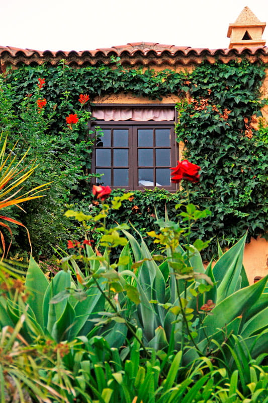 Ventana enmarcada por hiedra y rodeada de plantas y rosas en un jardín de Tenerife.