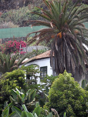 Casa rodeada de palmeras y vegetación en Tenerife.