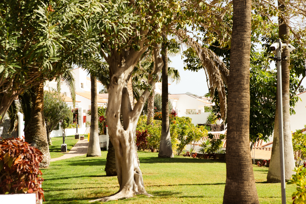 Jardín con palmeras y casas residenciales en Tenerife.