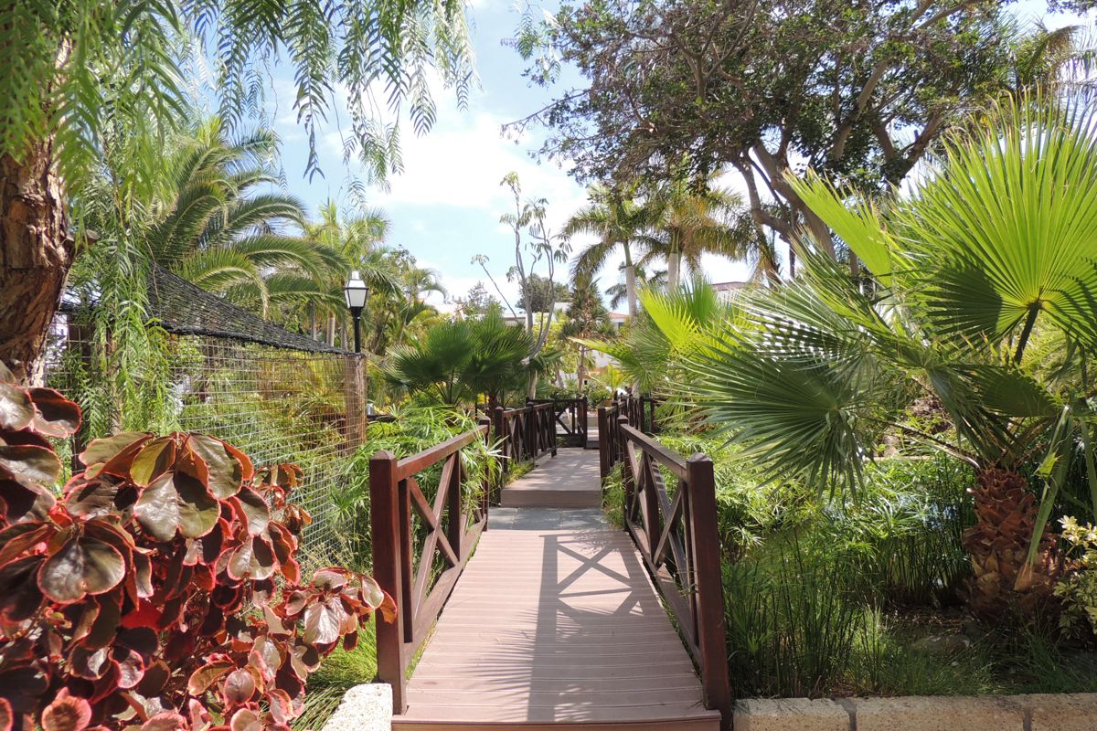 Pasarela de madera rodeada de vegetación tropical en Tenerife.