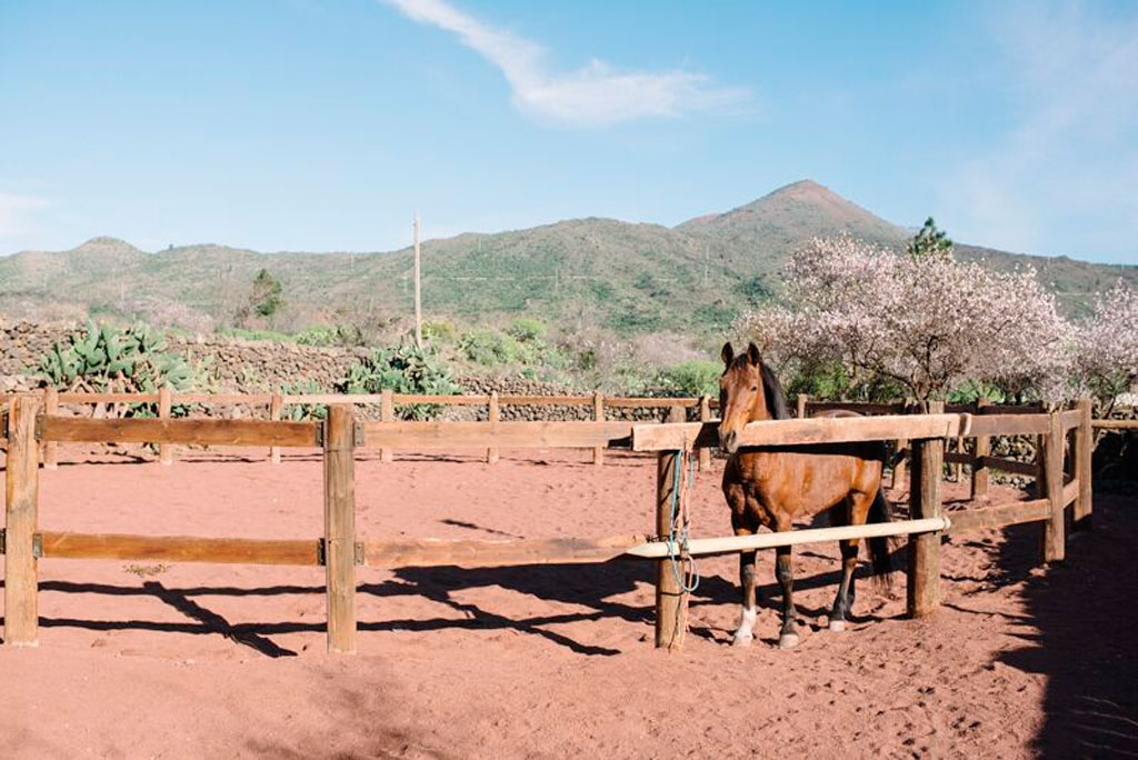 Caballo en un corral con paisaje de montaña en Tenerife.
