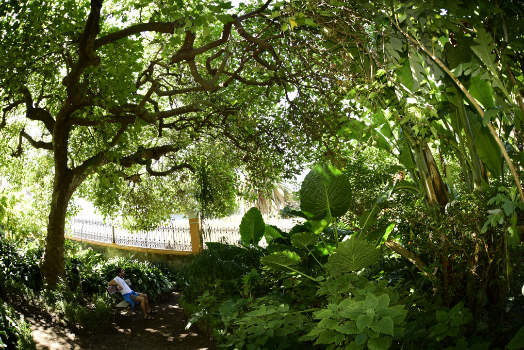 Sendero sombreado con vegetación densa y persona sentada en banco en Tenerife.