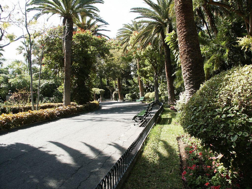 Camino bordeado de palmeras y bancos en un parque de Santa Cruz de Tenerife.