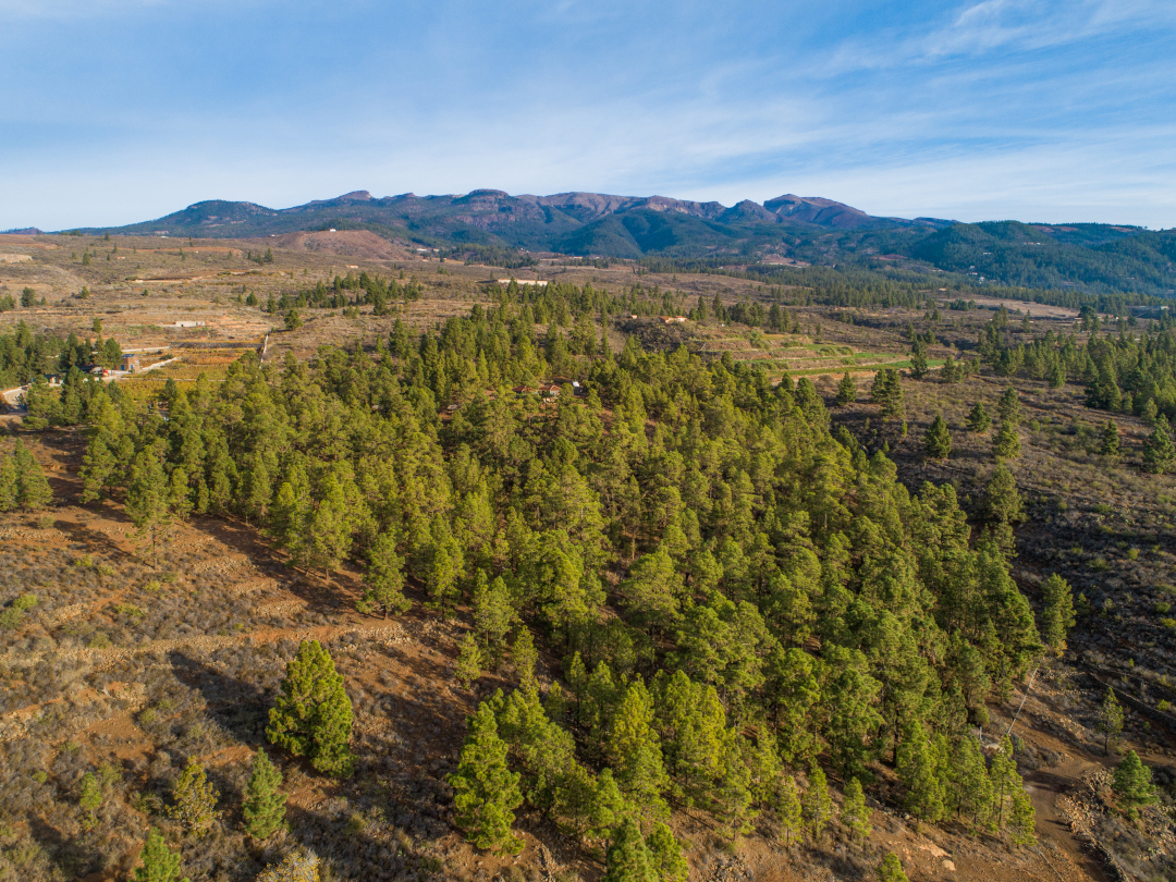Bosque con montañas al fondo en el sitio de Tenerife.