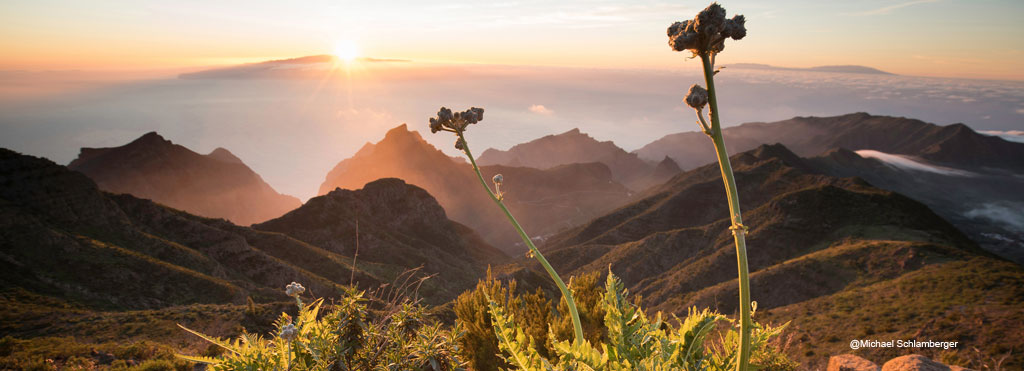 Vista del amanecer en el Parque Rural de Anaga, Tenerife, con montañas y plantas en primer plano.