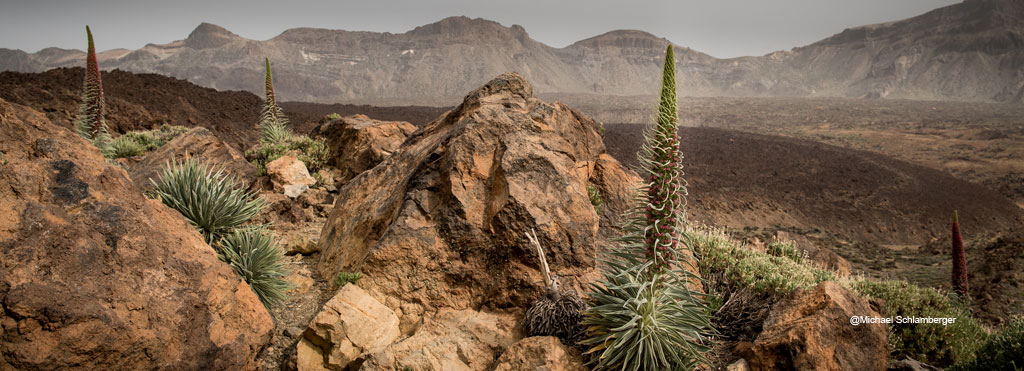 Paisaje volcánico del Parque Nacional del Teide en Tenerife con vegetación autóctona.