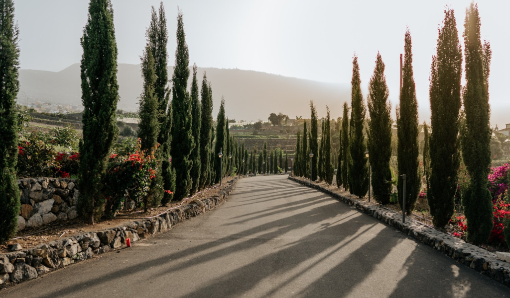 Avenida bordeada de cipreses en un camino rural en Tenerife.