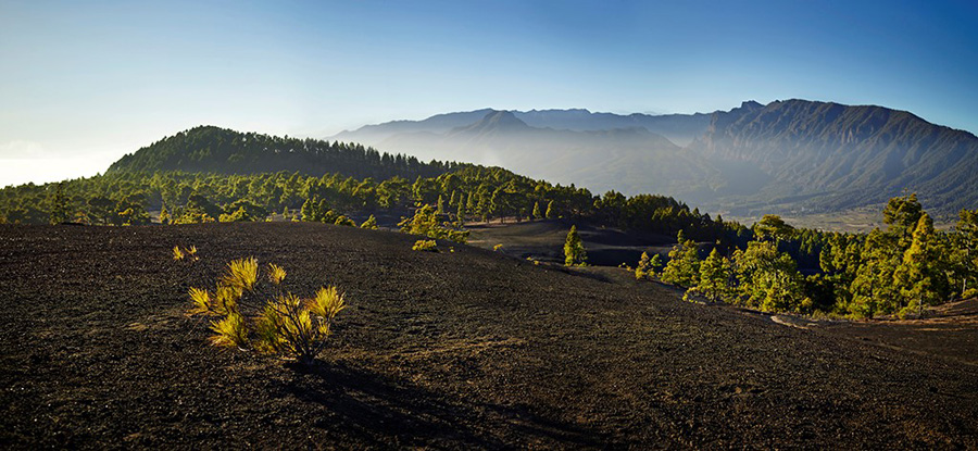 Paisaje montañoso con pinos y horizonte despejado en Tenerife.