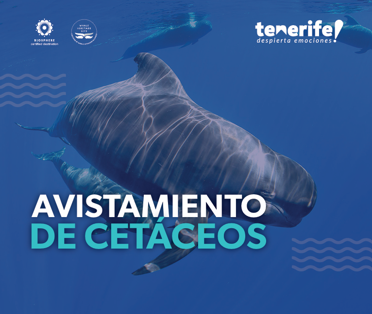 Avistamiento de Cetáceos en Tenerife