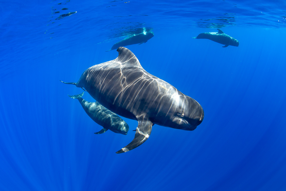 Folleto Cetaceos