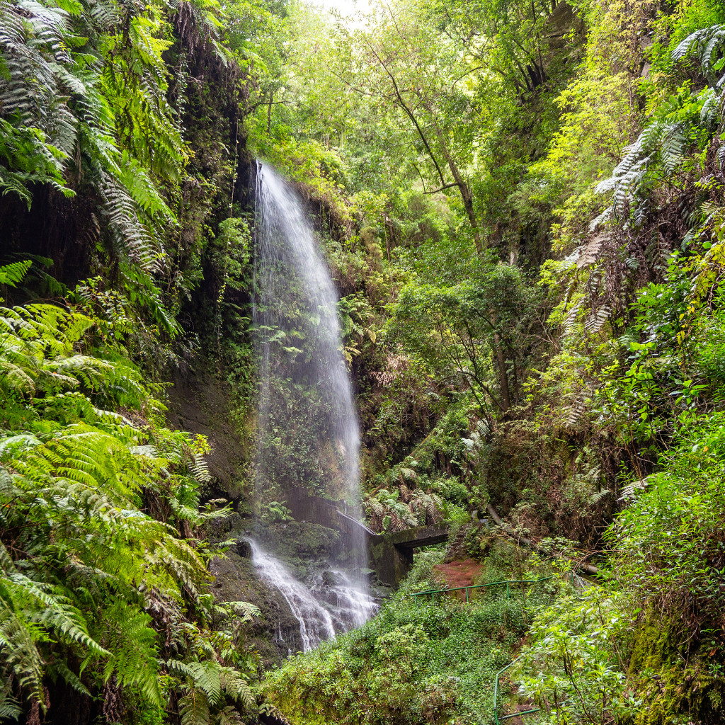 Cascada rodeada de vegetación en el bosque de Anaga, Tenerife.