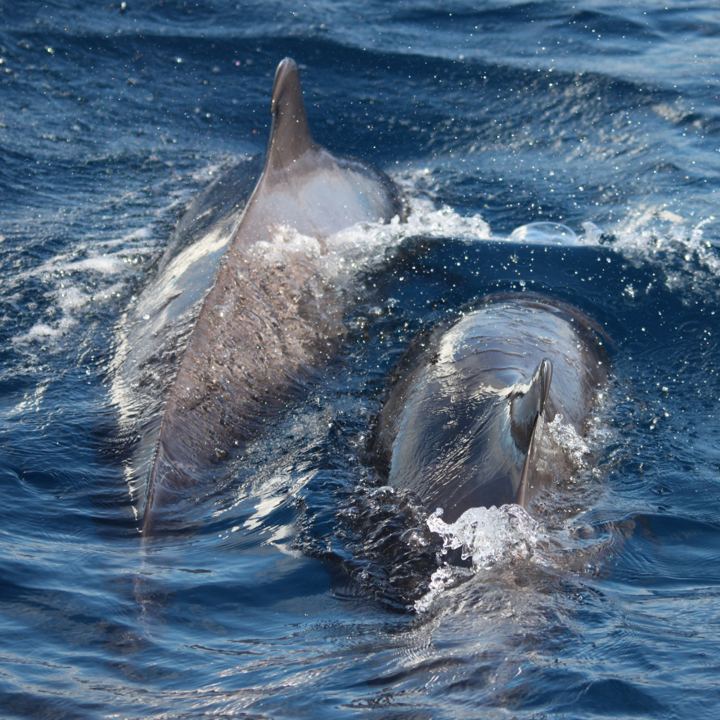Delfines nadando en el mar cerca de Tenerife.