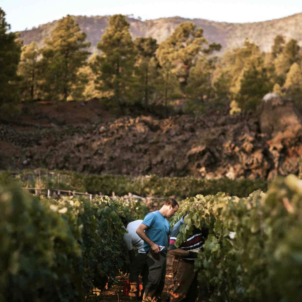 Personas cosechando uvas en un viñedo en Tenerife con montañas al fondo.