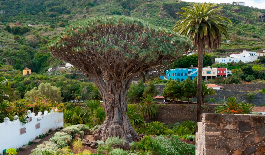 Drago Milenario en Icod de los Vinos, Tenerife, rodeado de vegetación y casas coloridas.