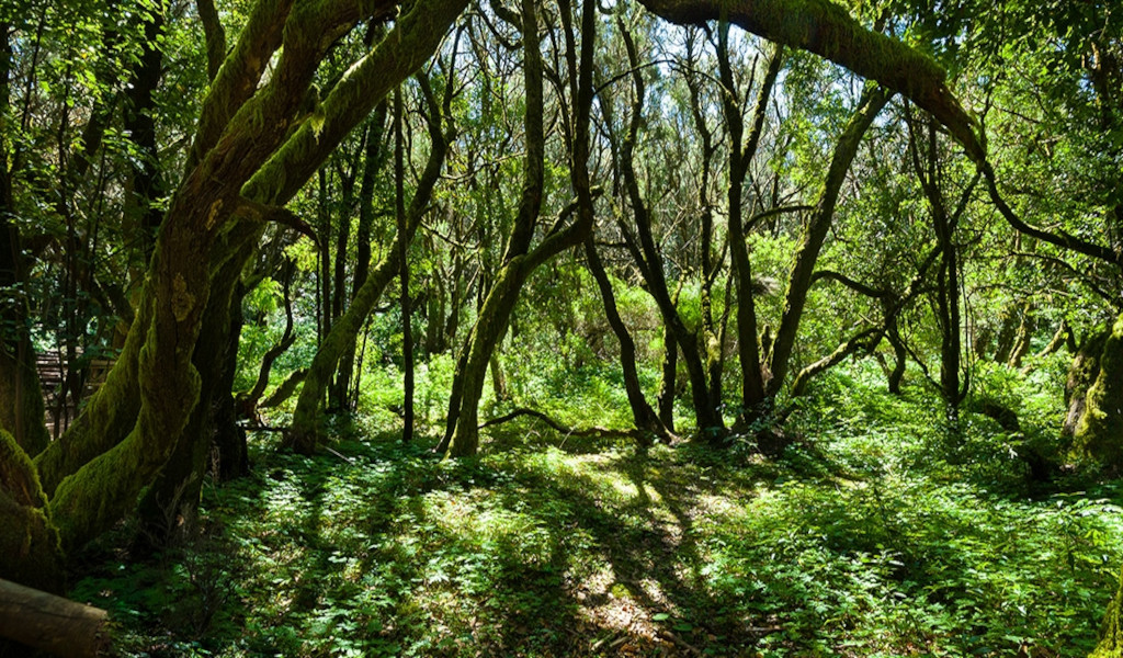 Bosque con árboles curvados y suelo cubierto de vegetación en Anaga, Tenerife.