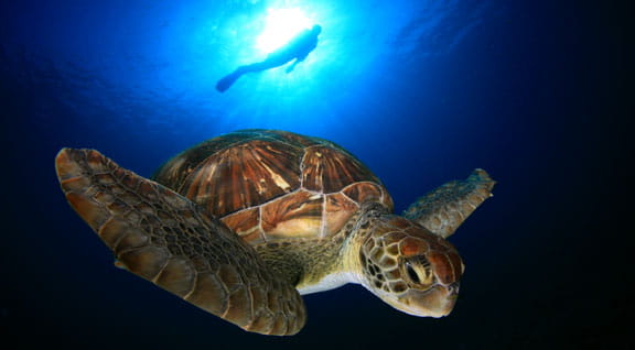 Centros de buceo