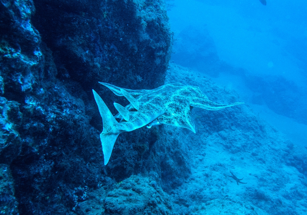 Tiburón ángel nadando cerca del fondo marino en las aguas de Tenerife.