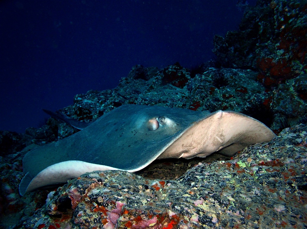 Manta raya nadando sobre arrecife en Tenerife.
