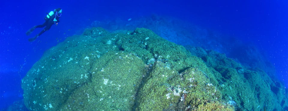 Ocean Friends Buceo y Apnea