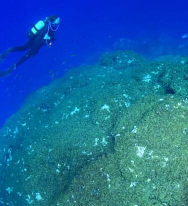 Ocean Friends Buceo y Apnea