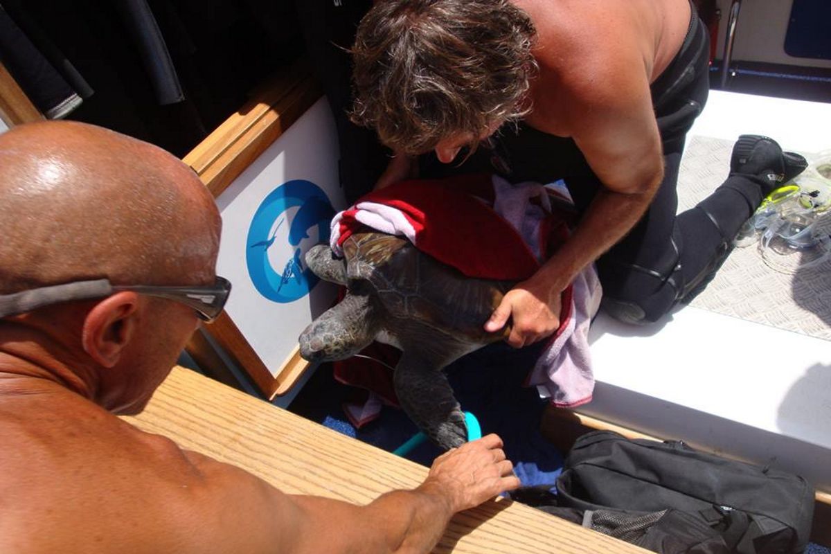 Personas rescatando una tortuga marina en Tenerife.