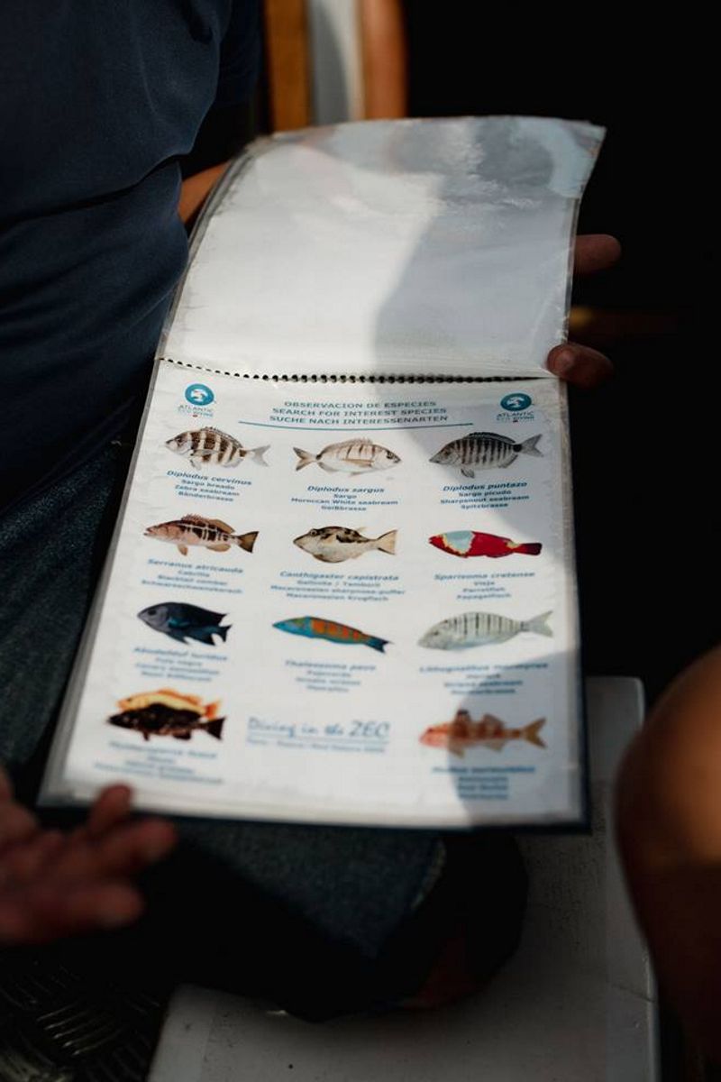Guía ilustrada de especies marinas observables en Tenerife.