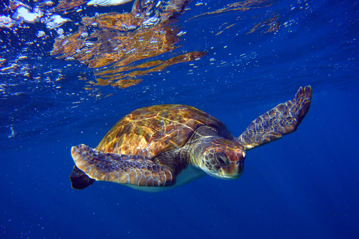 Tortuga nadando bajo el agua en la costa de Tenerife.