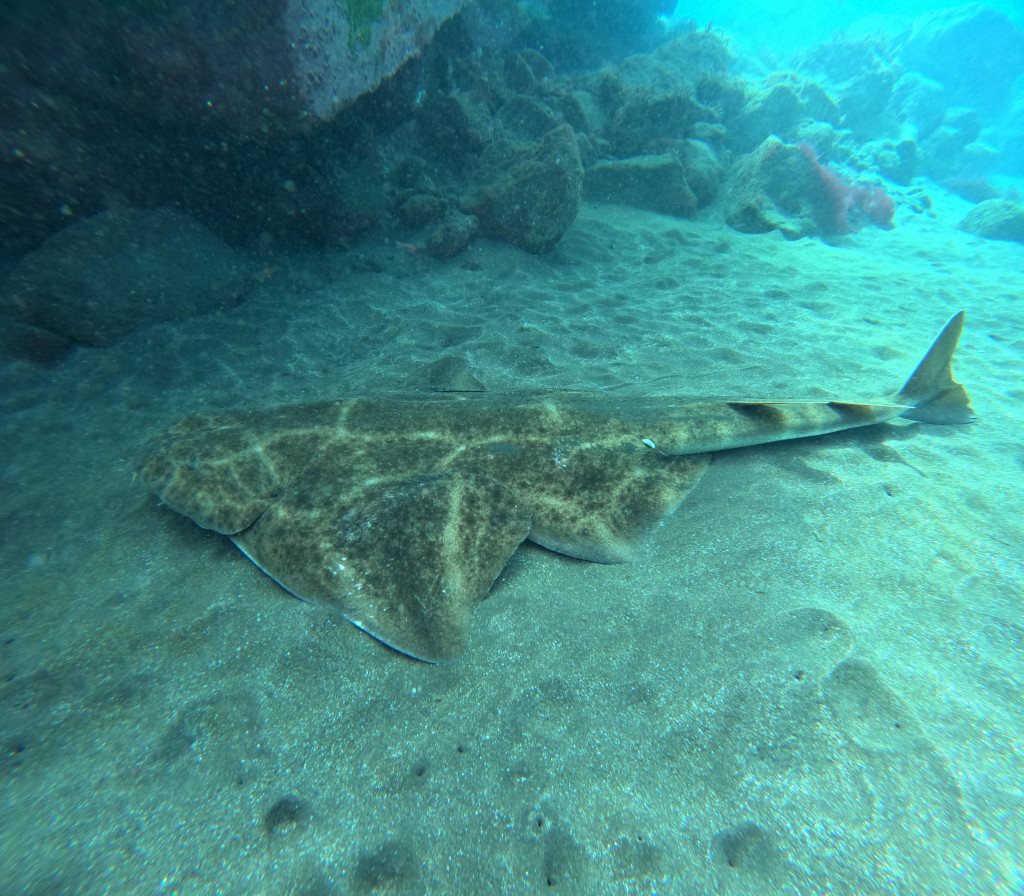Tiburón angelote en el fondo marino cerca de Tenerife.