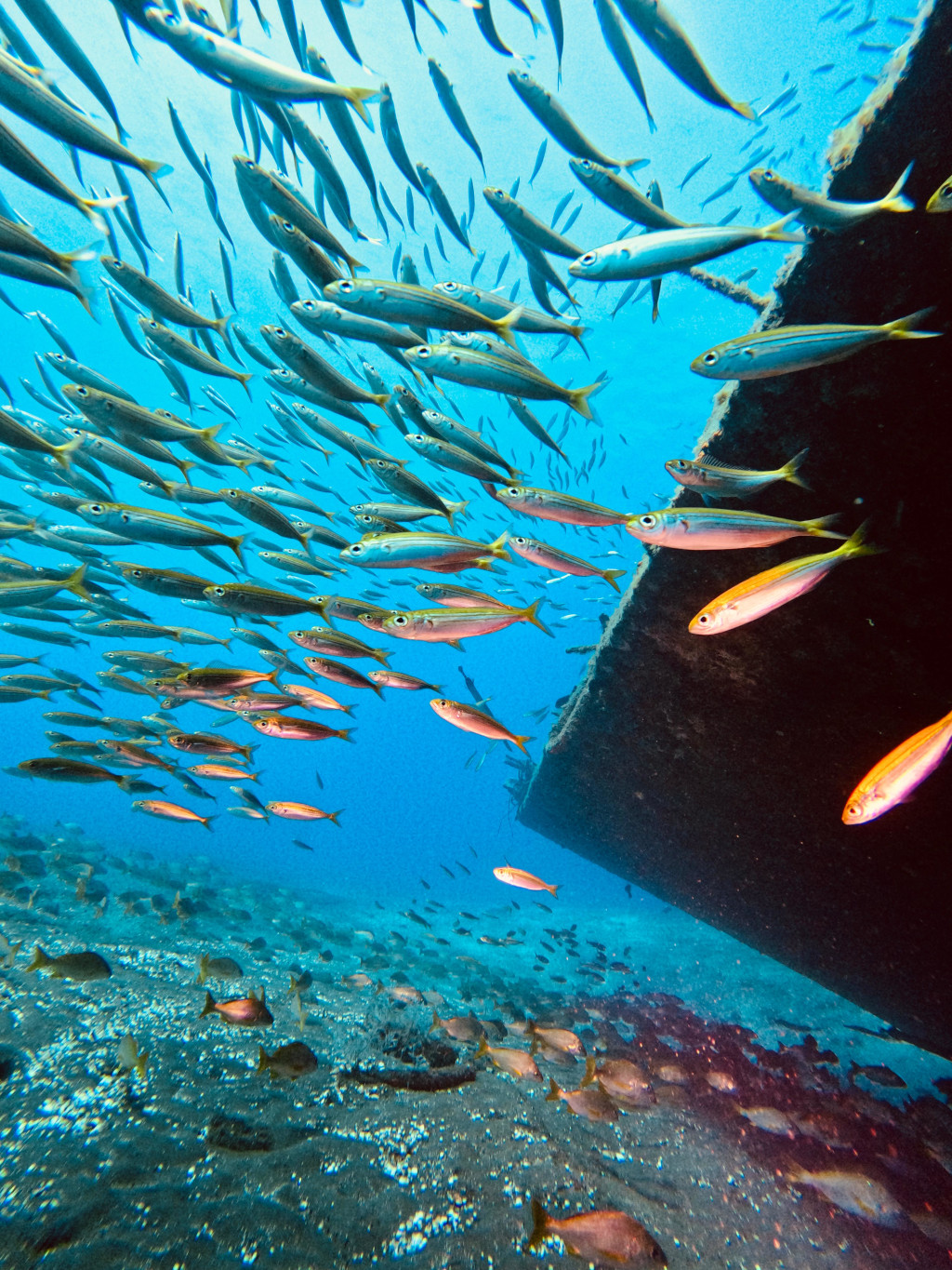 Bancos de peces nadan junto a un barco hundido en las aguas de Tenerife.