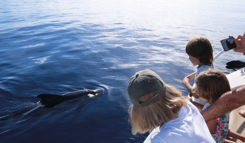 Personas observan un delfín desde el borde de un barco en aguas de Tenerife.