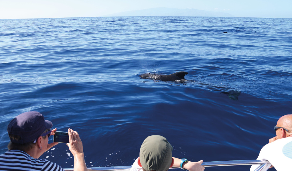 Personas observan delfines desde un barco en la costa de Tenerife.