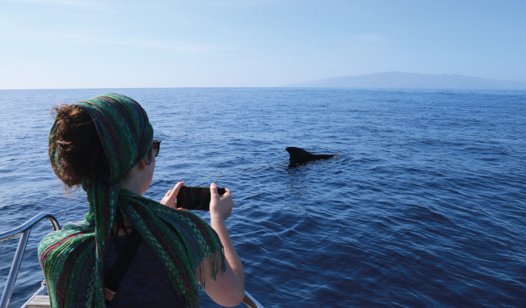 Persona fotografiando delfín en el mar cerca de Tenerife.