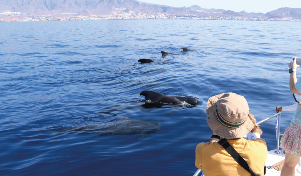 Personas observando ballenas piloto en el mar de Tenerife.