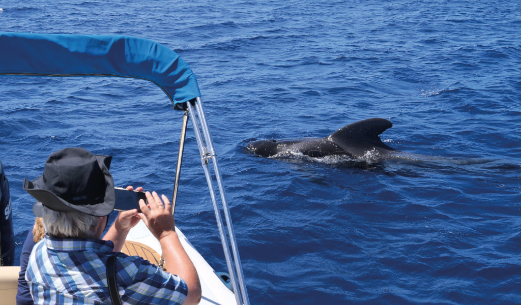 Persona en un bote observando ballena en aguas de Tenerife.