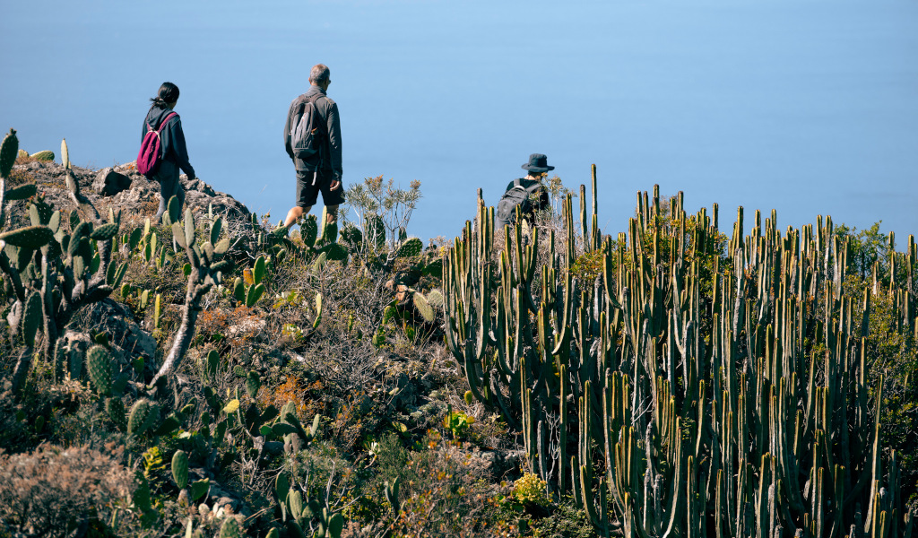 Bicácaro Tenerife