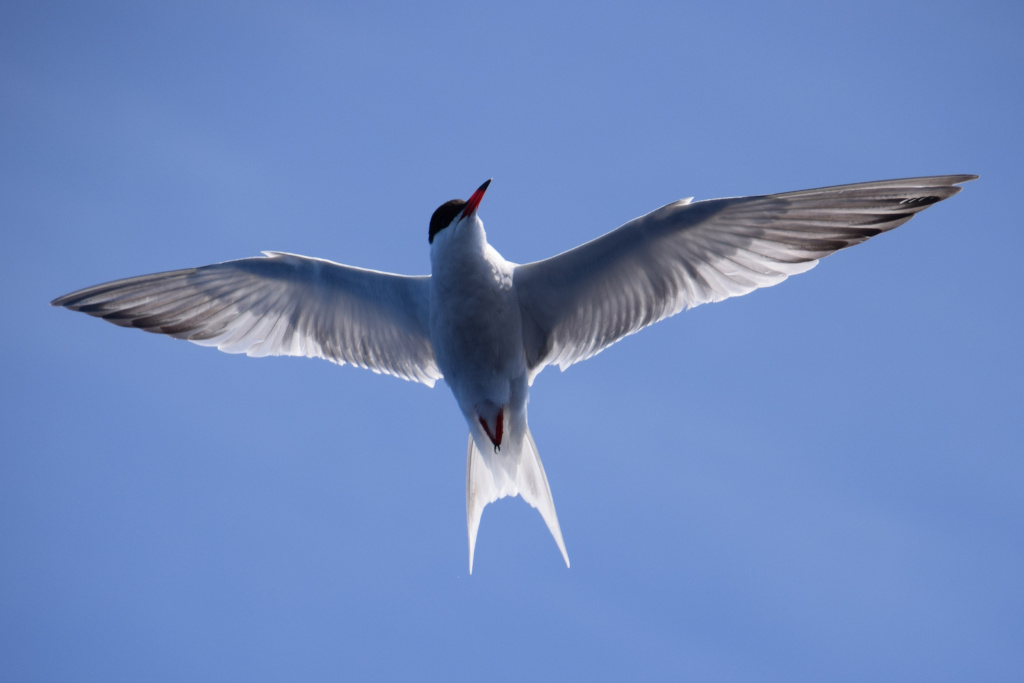 Gaviota volando en cielo azul en Tenerife.