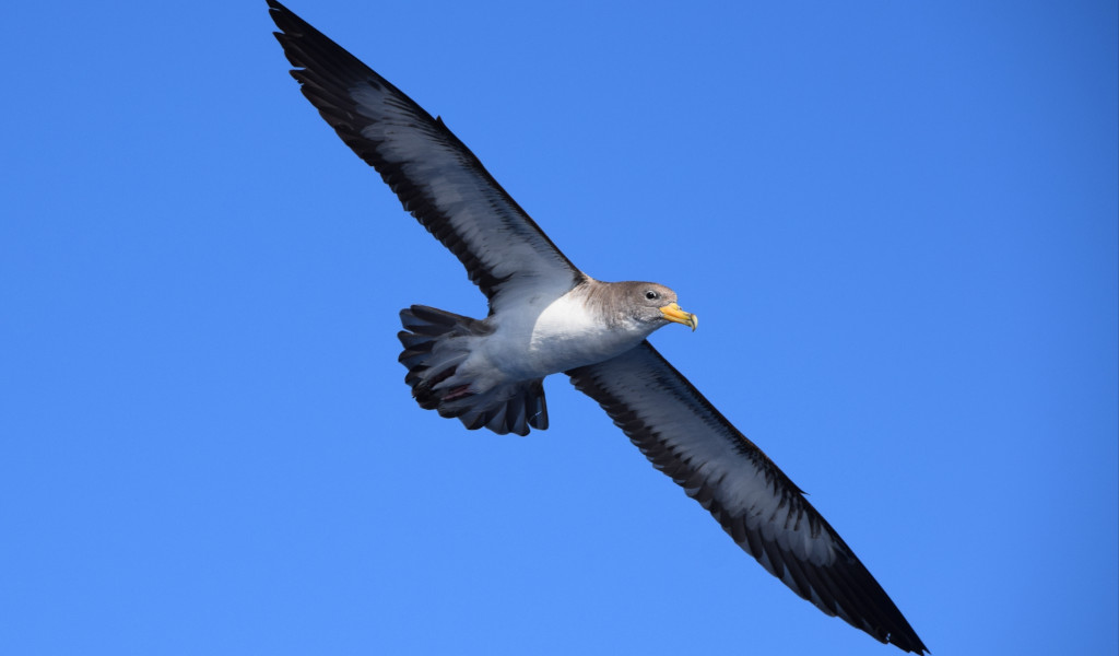 Ave volando en el cielo azul sobre Tenerife.