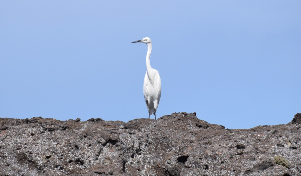 Garza blanca de pie sobre una roca en Tenerife bajo un cielo azul.