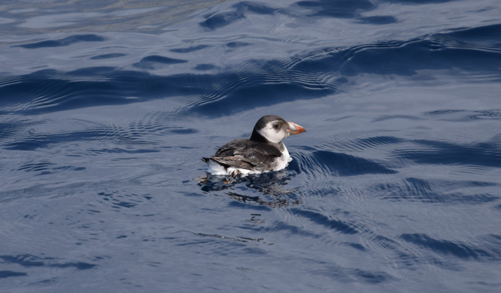 Frailecillo flotando sobre el agua cerca de Tenerife.