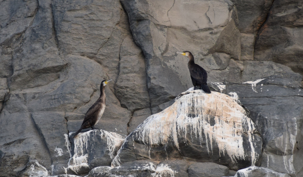 Cormoranes posados sobre rocas en Tenerife.